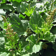 Common Orache Seeds - Vegetable Plant