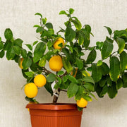 Compact Lemon Seeds