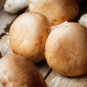 Cremini Mushroom Seeds