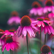 Baby Swan Pink Cone Seeds