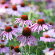 Coneflower Seeds - for Home Gardens Seeds