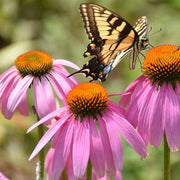 Attracts Bees and Butterflies Coneflower Seeds