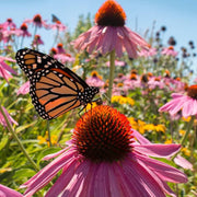 Attracts Bees and Butterflies Coneflower Seeds