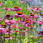 Beautiful Coneflower Seeds