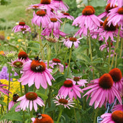 Beds Coneflower Seeds