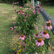 Beds Coneflower Seeds