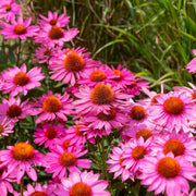 Bright Coneflower Seeds