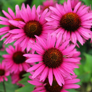 Bright Coneflower Seeds
