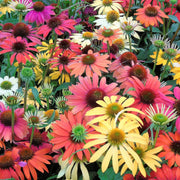 Cheyenne Spirit Coneflower Seeds