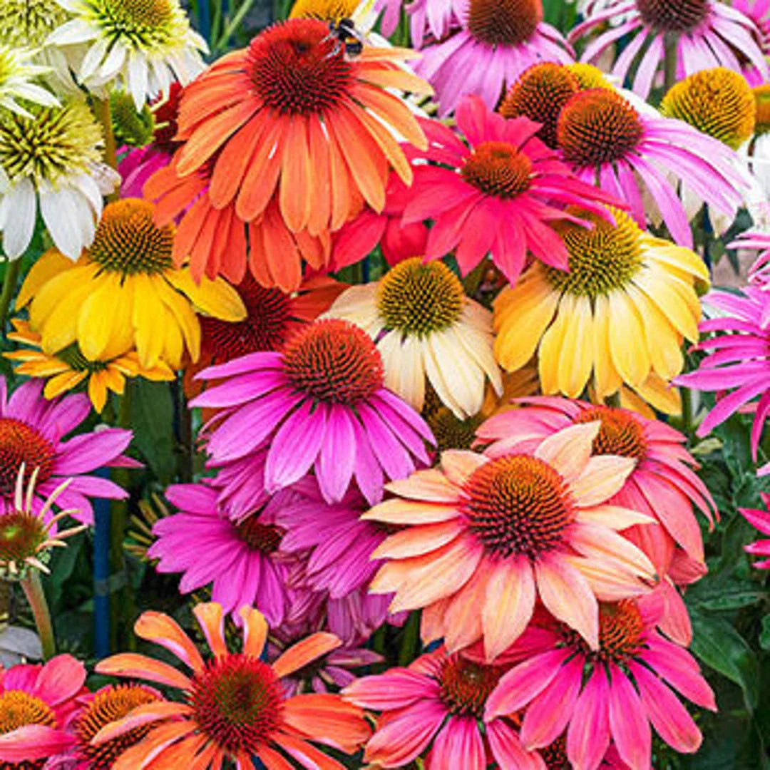 Cheyenne Spirit Coneflower Seeds