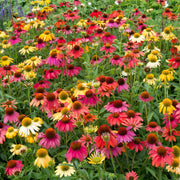 Cheyenne Spirit Coneflower Seeds