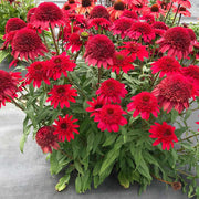 Dark Red Coneflower Seeds