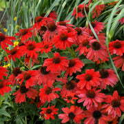 Dark Red Coneflower Seeds