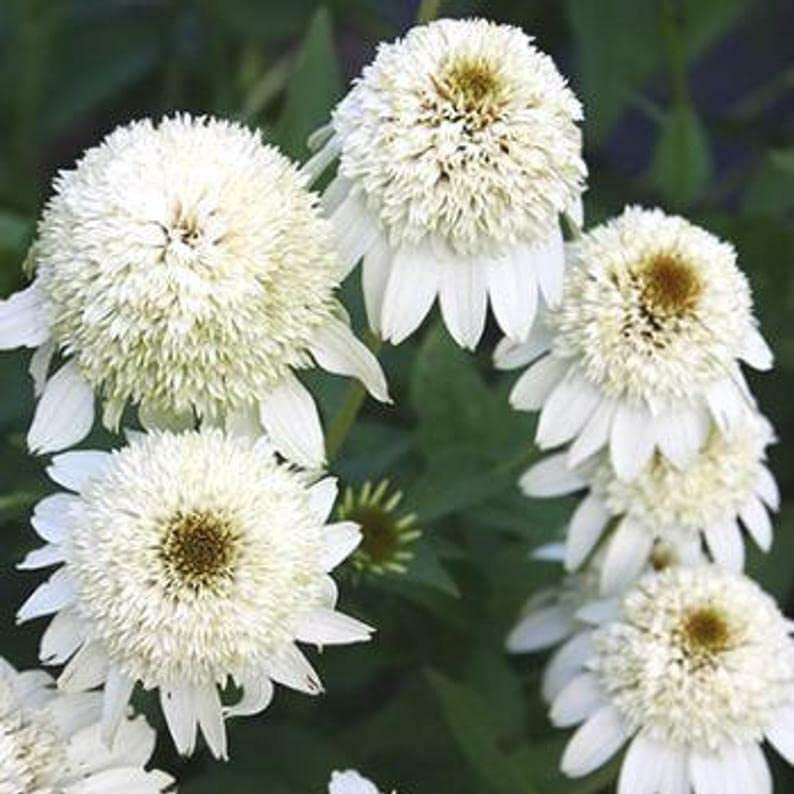 Double White Coneflower Seeds