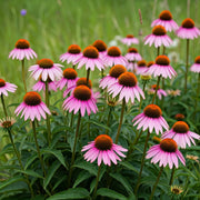 Eco Friendly Coneflower Seeds