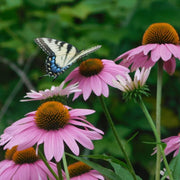 Eco Friendly Coneflower Seeds