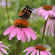 Organic Coneflower Seeds