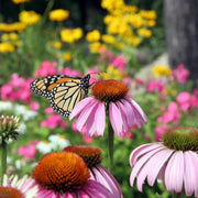 Organic Coneflower Seeds