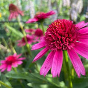 Organic Pollinator Coneflower Seeds