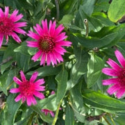 Organic Pollinator Coneflower Seeds