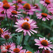Perennial Coneflower Seeds