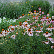 Pollinator Coneflower Seeds