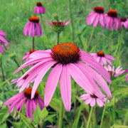 Purple Coneflower Seeds
