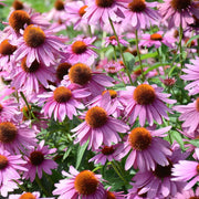Purple Coneflower Seeds