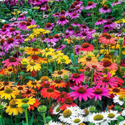 Rare Mix Coneflower Seeds