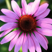 Coneflower Seeds - for Home Gardens Seeds