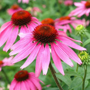 Coneflower Seeds - for Home Gardens Seeds