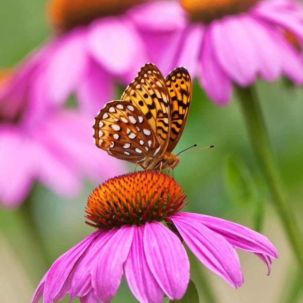 Attracts Bees and Butterflies Coneflower Seeds