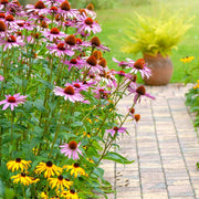 Beautiful Coneflower Seeds