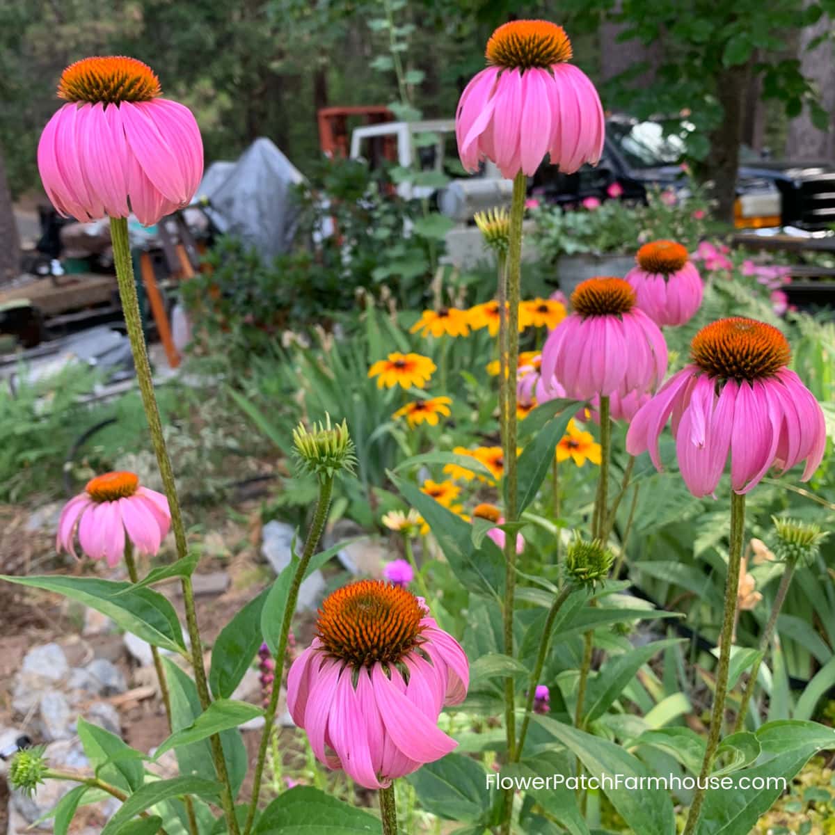 Beds Coneflower Seeds