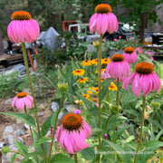Beds Coneflower Seeds