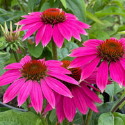 Bright Coneflower Seeds