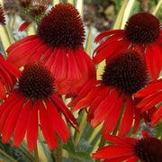 Dark Red Coneflower Seeds