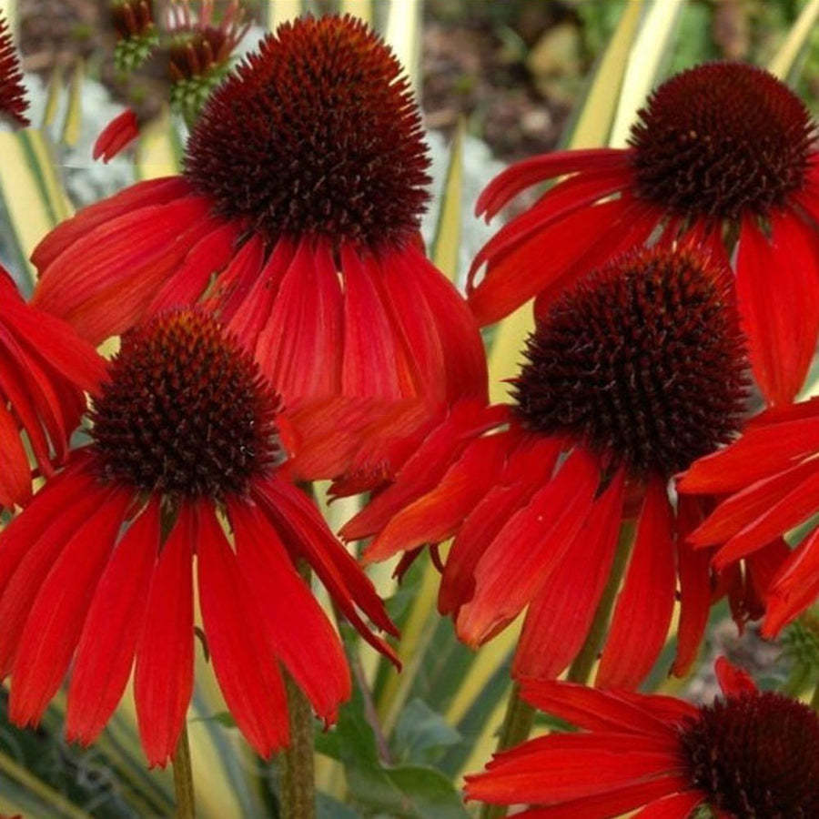 Dark Red Coneflower Seeds