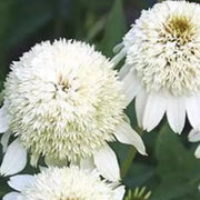 Double White Coneflower Seeds
