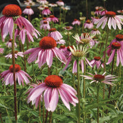 Eco Friendly Coneflower Seeds