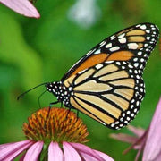 Organic Coneflower Seeds
