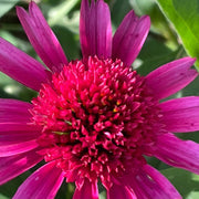 Organic Pollinator Coneflower Seeds