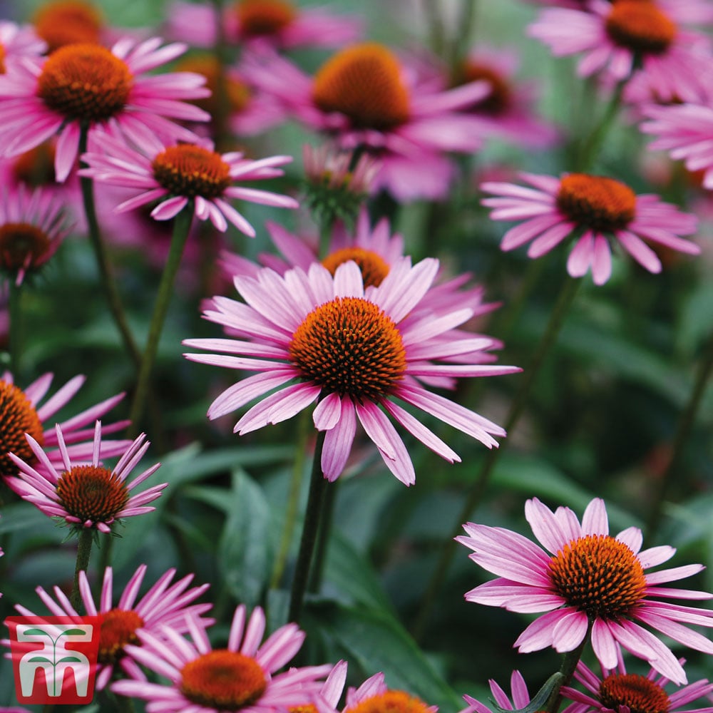 Perennial Coneflower Seeds