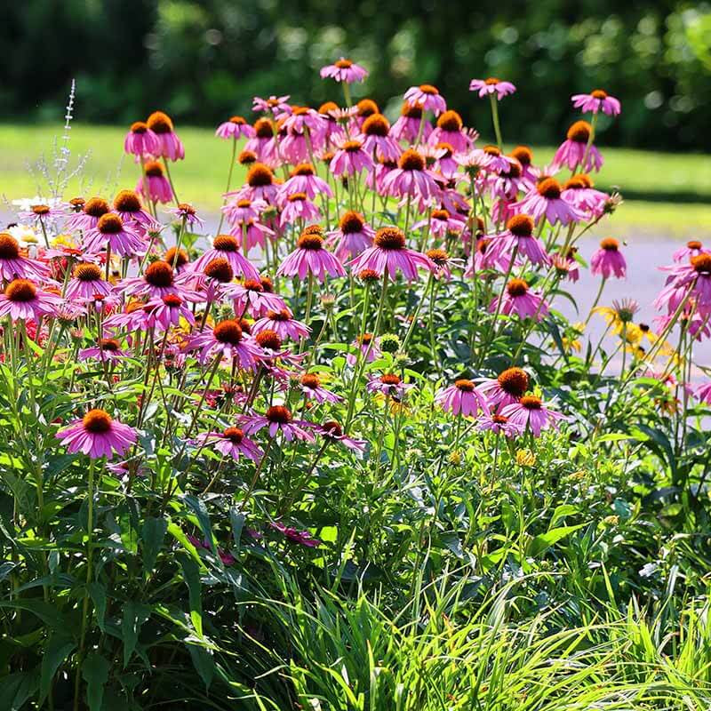 Pollinator Coneflower Seeds