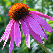 Purple Coneflower Seeds