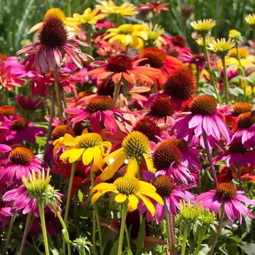 Rare Mix Coneflower Seeds