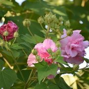 Double Bloom Confederate Rose Seeds
