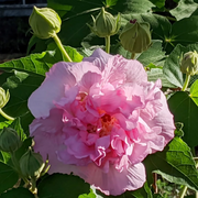 Double Bloom Confederate Rose Seeds