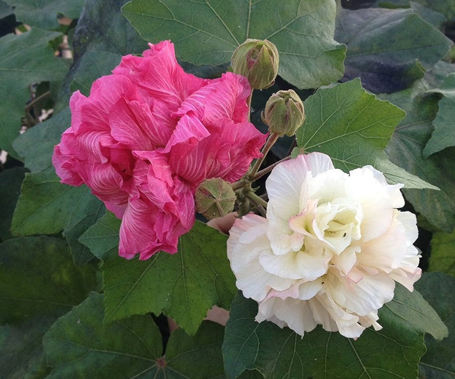 Double Bloom Confederate Rose Seeds