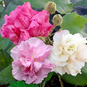 Double Bloom Confederate Rose Seeds